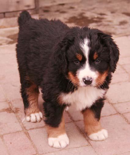 1289063214_135612575_2-steata-bernskeho-salasnickeho-psa-Praha-1289063214